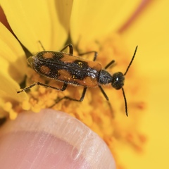 Eupompha elegans
