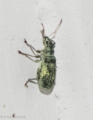 Polydrusus cervinus