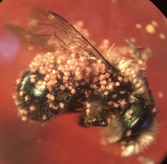 Osmia lignaria propinqua