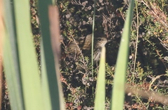 Poodytes punctatus vealeae