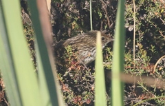 Poodytes punctatus vealeae