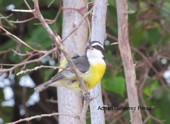 Coereba flaveola caboti