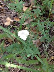 Calochortus umbellatus