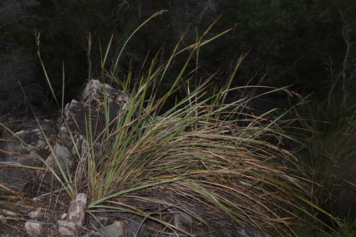 Lepidosperma resinosum