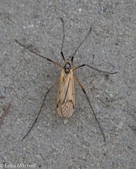 Prionolabis rufibasis