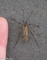 Prionolabis rufibasis