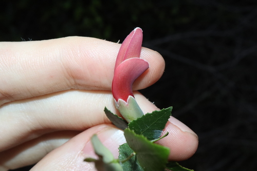 Image of Bossiaea dentata by (c) Thomas Mesaglio, some rights reserved (CC BY)