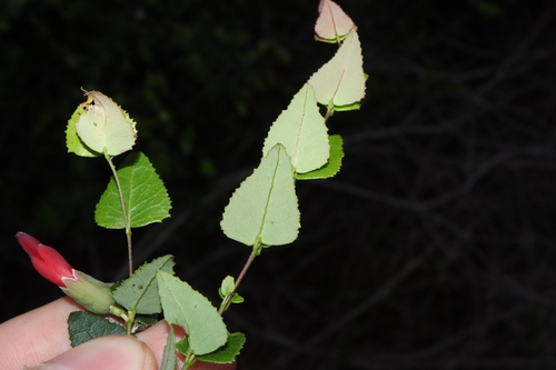 Image of Bossiaea dentata by (c) Thomas Mesaglio, some rights reserved (CC BY)