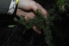 Acacia empelioclada (Acacia empelioclada)