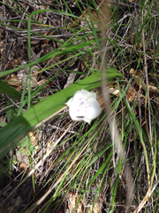 Calochortus umbellatus