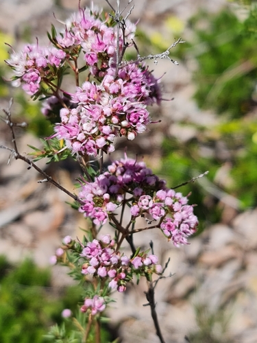 Image of Verticordia densiflora by (c) Belinda Forbes, some rights reserved (CC BY)