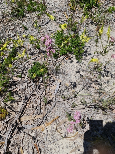 Image of Verticordia densiflora by (c) Belinda Forbes, some rights reserved (CC BY)