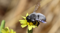 Megachile saulcyi