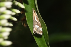 Glaucocharis interrupta