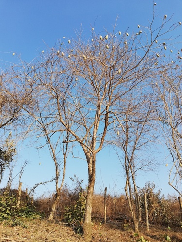 Pachira quinata - Whole tree