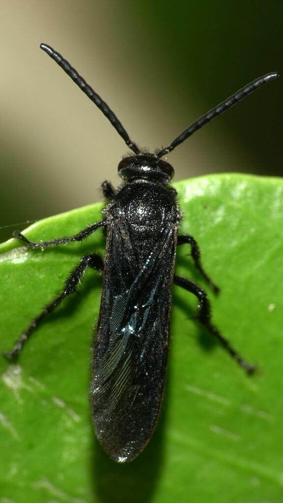 Scoliinae from Zen Garden, Dahisar on October 23, 2023 at 0825 AM by