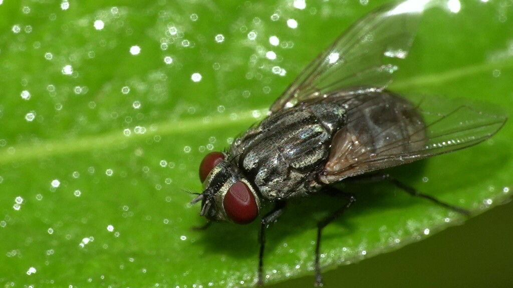 Musca from Zen Garden, Dahisar on October 23, 2023 at 0836 AM by