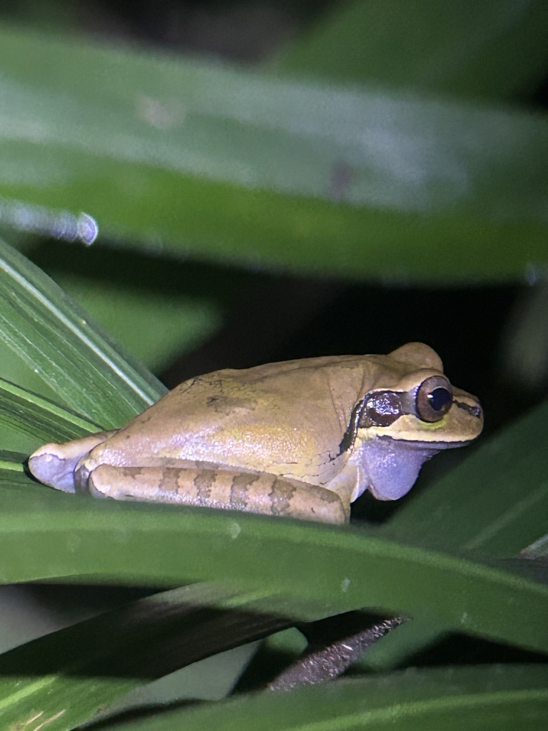 Masked Tree Frog from Calle Playa Espadilla, Aguirre, Puntarenas, CR on ...