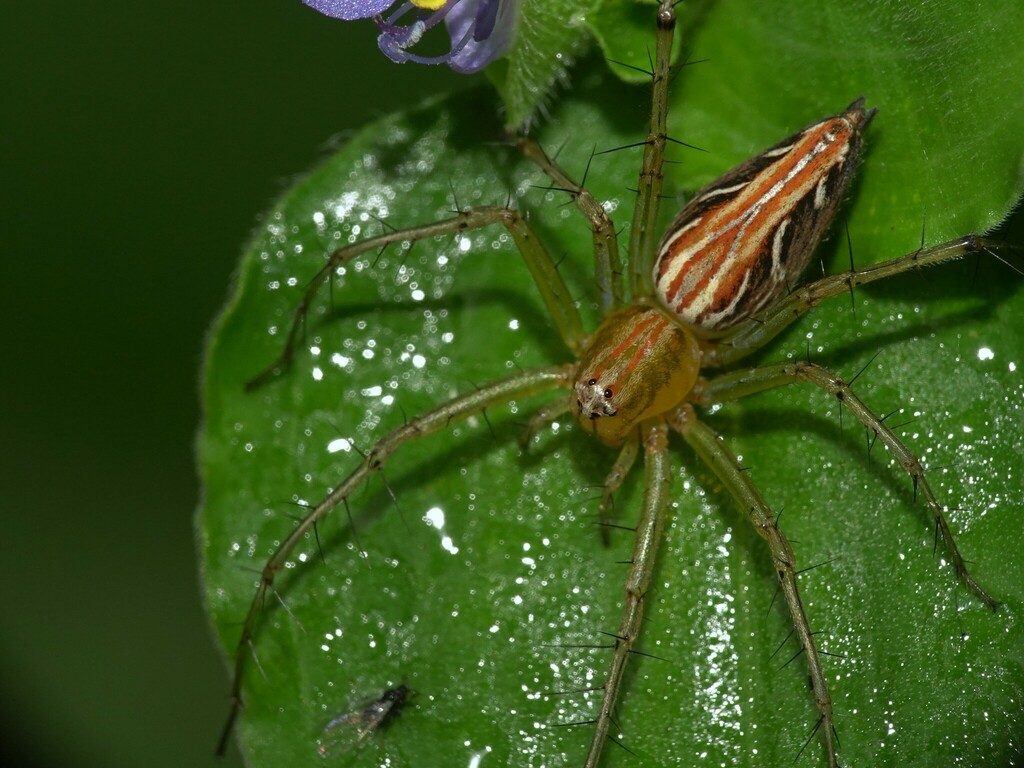 Grass lynx spiders from Zen Garden, Dahisar on October 23, 2023 at 08