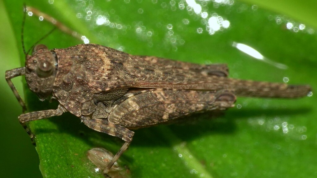 Tetrigini from Zen Garden, Dahisar on October 23, 2023 at 0852 AM by