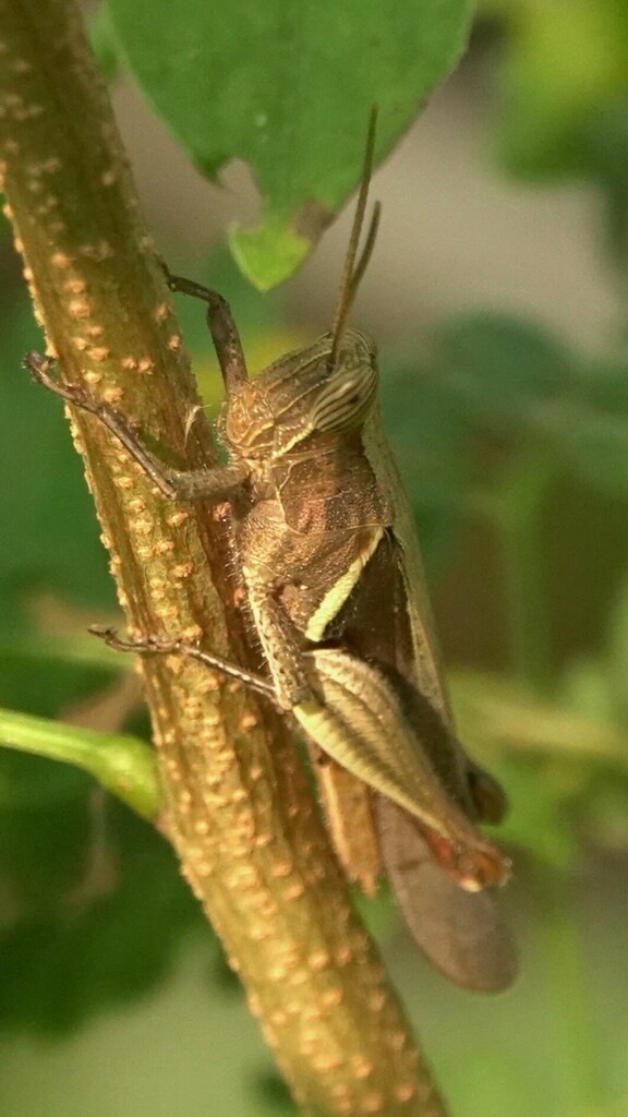 Stenocatantops splendens from Zen Garden, Dahisar on October 23, 2023