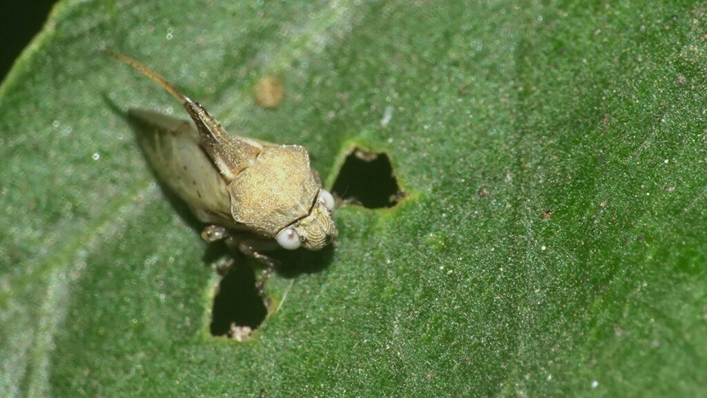 Machaerota from Zen Garden, Dahisar on October 23, 2023 at 0921 AM by