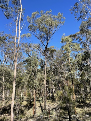 Eucalyptus dura · iNaturalist Mexico