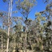 Eucalyptus dura - Photo (c) Dean Nicolle, some rights reserved (CC BY-NC), uploaded by Dean Nicolle