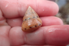 Calliostoma gloriosum