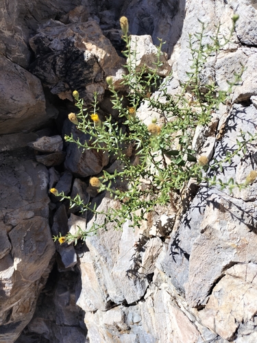 Image of Bajacalia crassifolia by no rights reserved