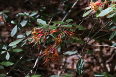 Rhododendron austrinum