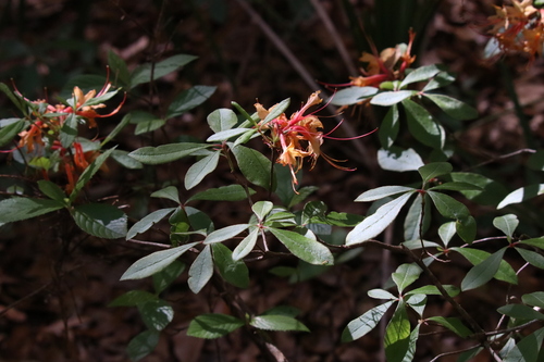 Rhododendron austrinum