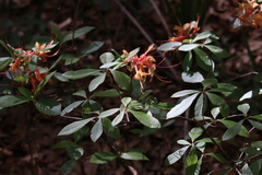 Rhododendron austrinum