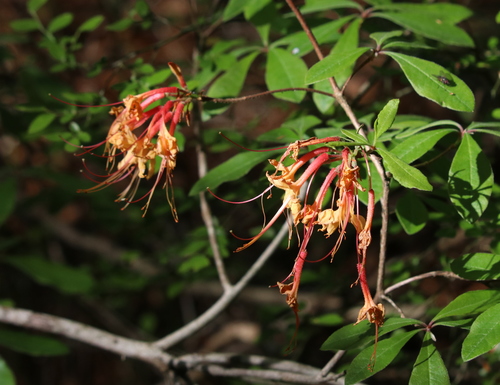 Image of Rhododendron austrinum by (c) Lauren McLaurin, some rights reserved (CC BY)