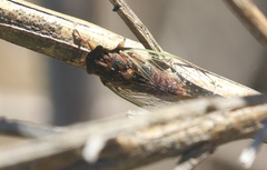 Rhodopsalta microdora