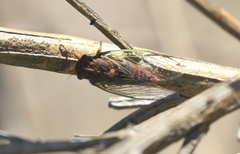 Rhodopsalta microdora