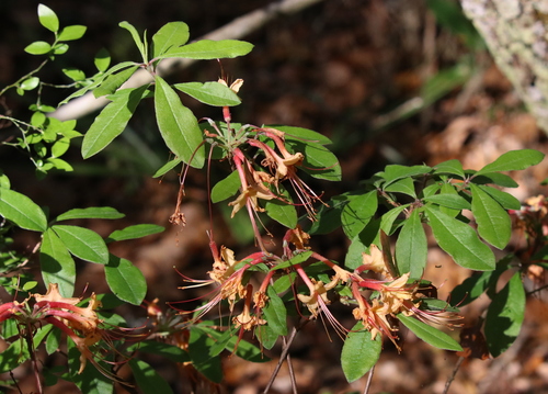 Rhododendron austrinum