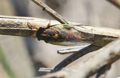 Rhodopsalta microdora