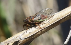 Rhodopsalta microdora