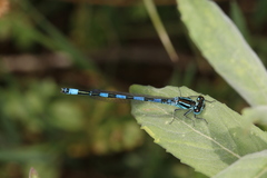 Coenagrion mercuriale