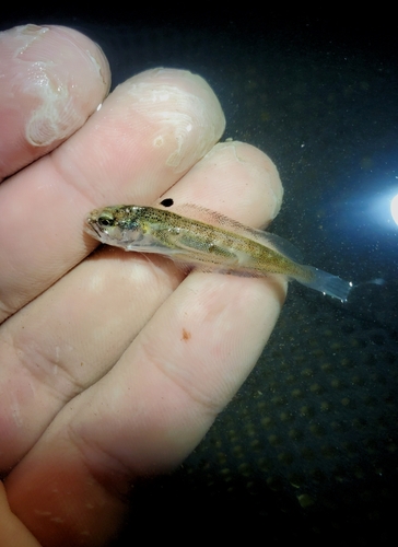 Spotted hake (Urophycis regia) — Phycidae