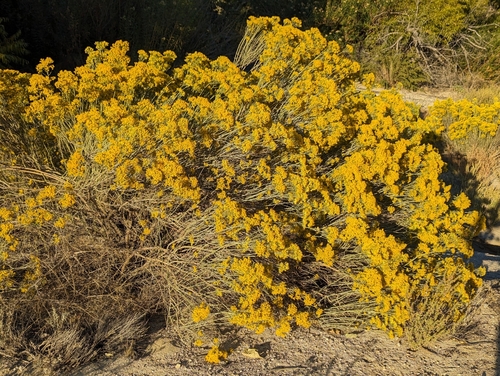 Rubber Rabbitbrush