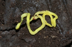 Australopacifica