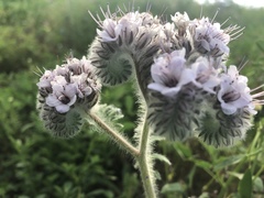 Phacelia hubbyi