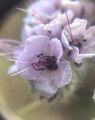 Phacelia hubbyi