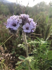 Phacelia hubbyi