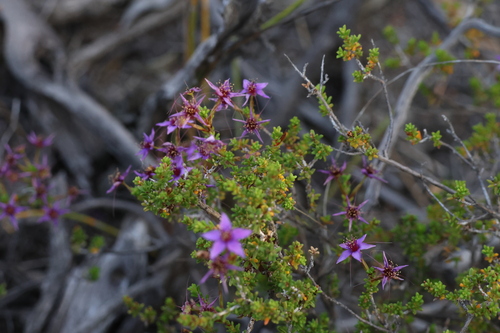 Image of Calytrix leschenaultii by (c) Greg Tasney, some rights reserved (CC BY-SA)