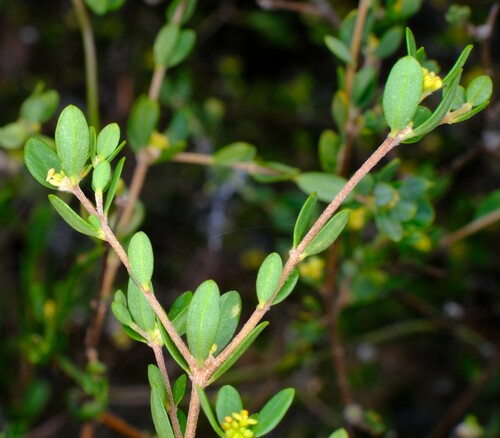 Image of Forked Rice-flower by (c) Peter Crowcroft, some rights reserved (CC BY)