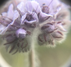 Phacelia hubbyi