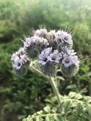Phacelia hubbyi